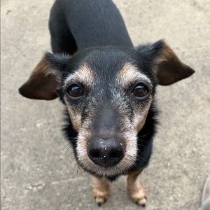 Meet your Poshers, Tracey and BeanieDoodle